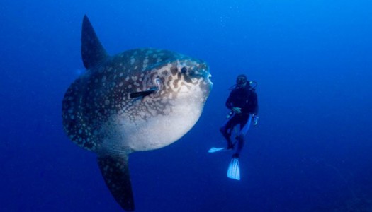 5 bizarre sea monsters that actually exist. #4 is the Transformer