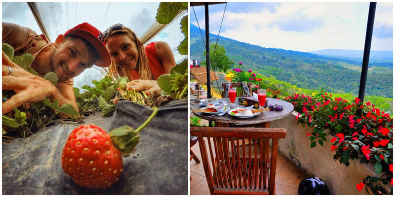 bali-strawberry-via-pedanian,-zhiryak
