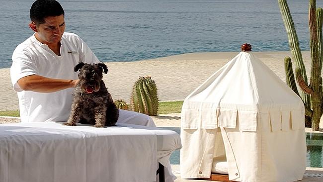 pet spa