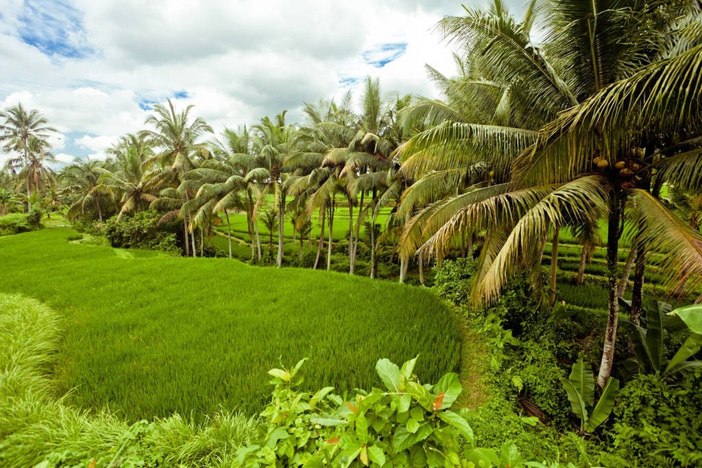 ubud greenery via airbnb 1