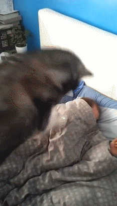 vip wake up call