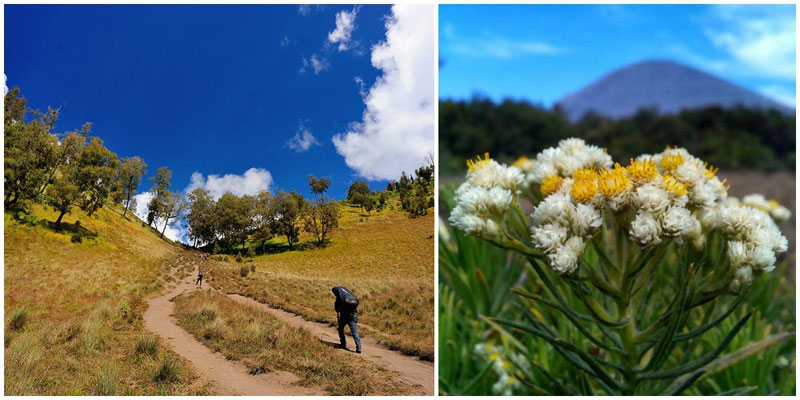 1-3-Semeru-Tanjakan-Cinta-via-khamis_balasad,-M-Reza-Faisal