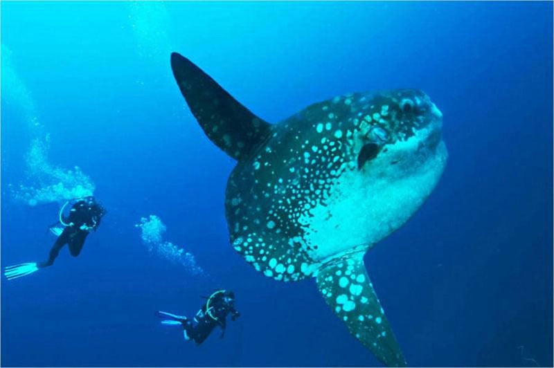 1-2-Mola-mola