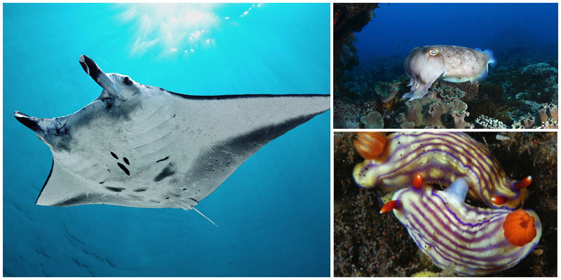 1-3-sea-creatures-via-idivein,-Kriss-Sieniawski