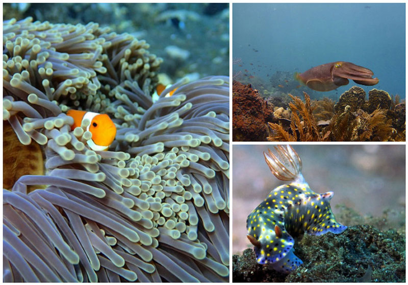 1-b-fish-collage-via-foscadivers,-danangshutama,-emmamcbean