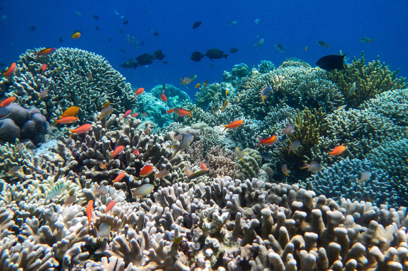 2-b-Menjangan-Coral-Garden-by-Ferdi-de-Gier