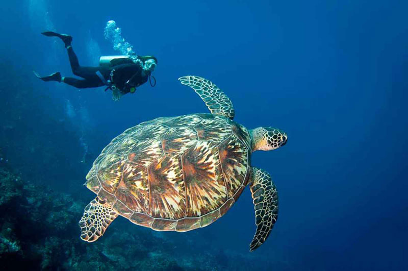 2-b-Menjangan-Coral-Garden-by-Scubazoo.com