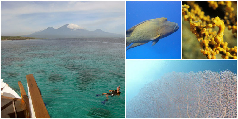 3-a-i.-menjangan-Zendivebali,-Bart-Speelman,-Napoleon-Wrasse,-Matt-Kieffer,-Ole-Johann-Brett