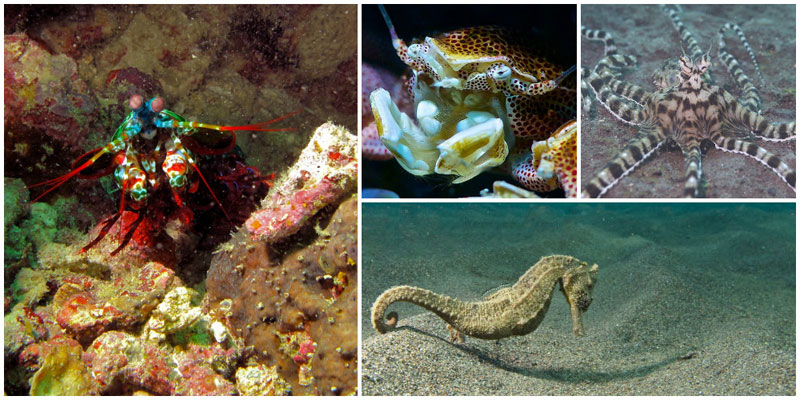 3-a-iii.-Puri-Jati-via-Zendivebali,-baliqdive,-Elias-Levy,-Bernard-Dupont