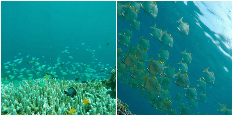 3-b-fish-via-nandubcn