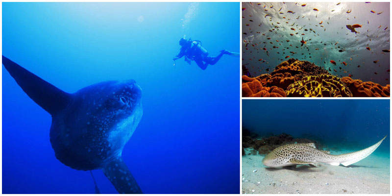 4-b-i-crystal-bay-leopard-sharks-via-worlddivinglembongan,-wanderflex