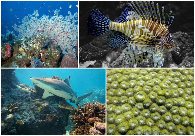 4-b-ii.-Gamat-Bay-Lion-Fish-by-Chika-Watanabe,-Geoff-Shuetrim,-Matt-Kieffer,-GarrettTT
