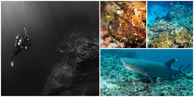 5-a-i.-Kubu-by-unsplash,-prilfish,-Bernard-Dupont,-Brocken-Inaglory
