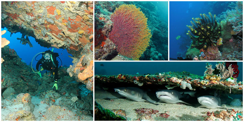 5-b-ii.-Gili-Tepekong-by-baliqdive,-Bernard-Dupont,-Chika-Watanabe,-Clark-Anderson