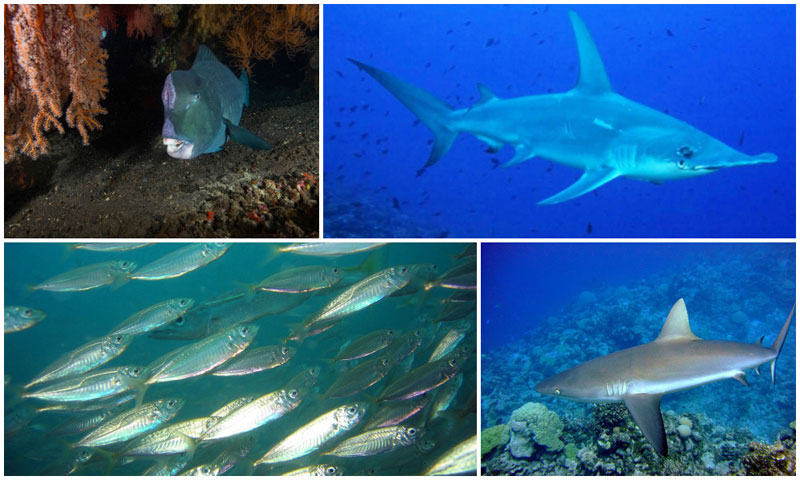 6-a-i.-Gili-Selang-by-NOAA,-liveaboardsafari,-Richard-Ling