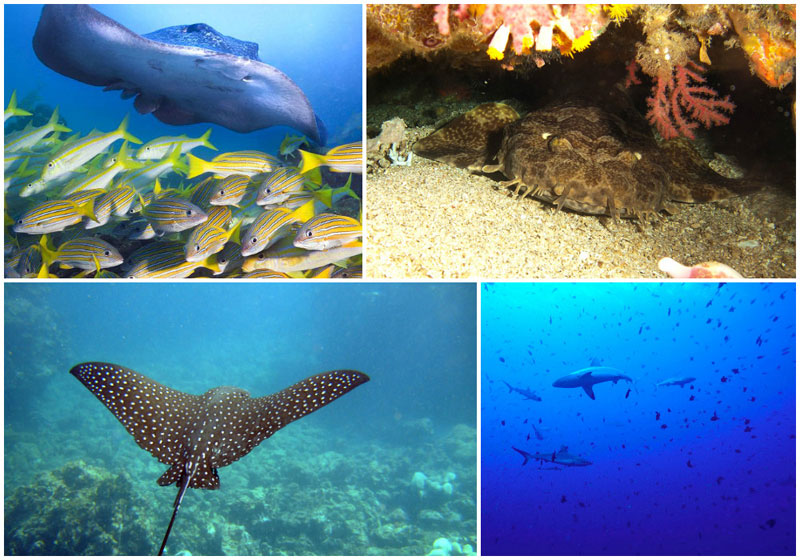 6-b-iii.-Blue-Corner-by-prilfish,-John-Norton,-okdiversbali