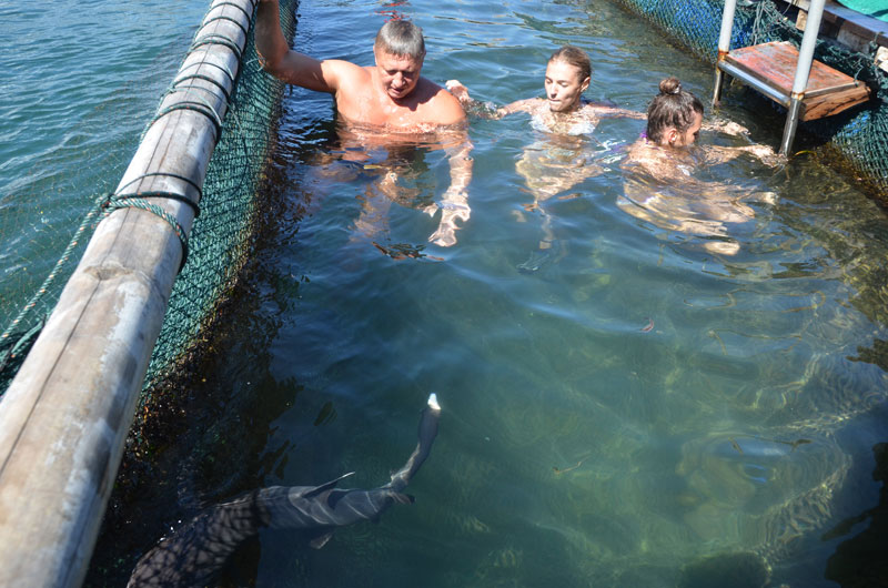 7-2-Shark-Island-by-Bali-Sharks
