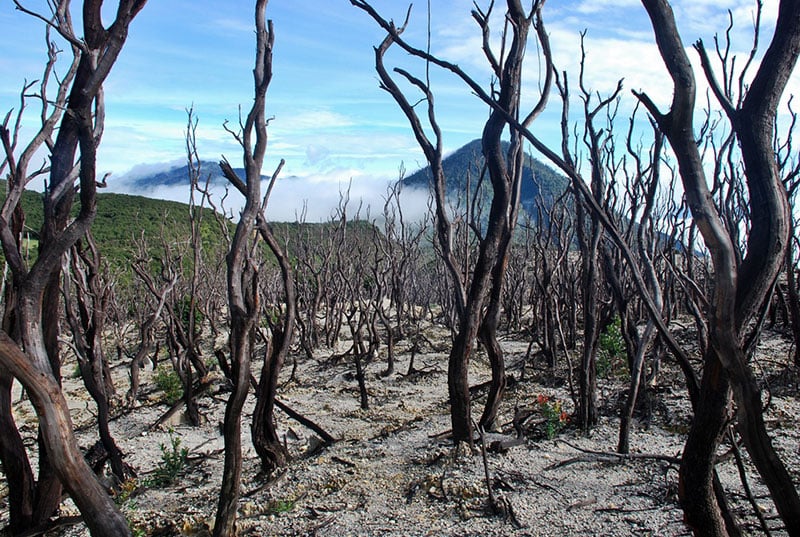4-MountPapandayan_DeadForest_PratomoAribowo_jemu.wordpress