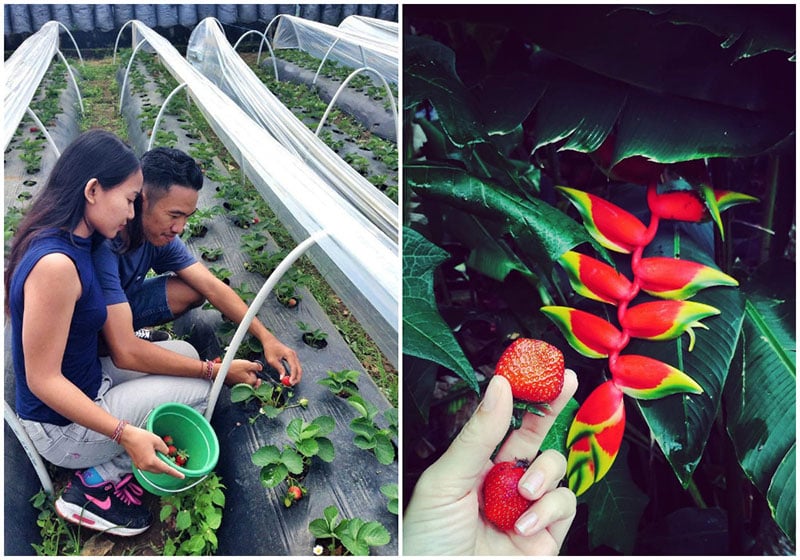 4-strawberry-via-yulia_pryimachuk,-rakawitraguna
