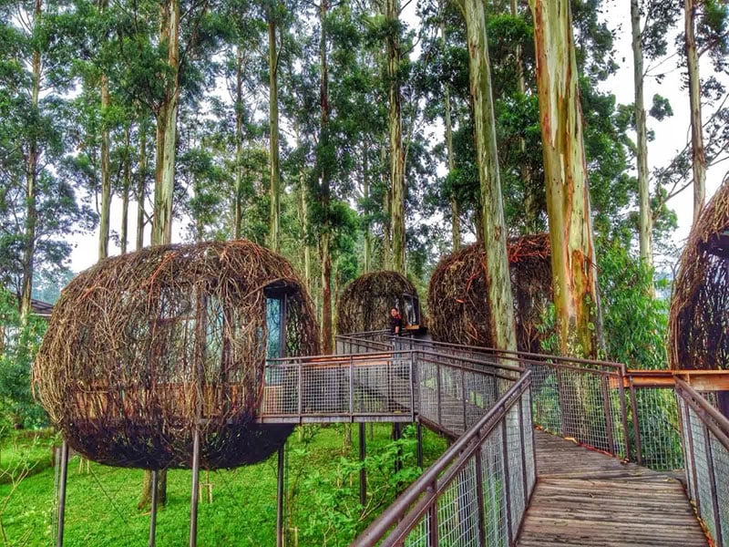 7-dusun-bambu-bird-nest