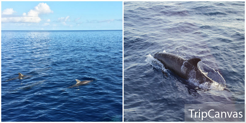 1-2-Dolphin-Watching-collage