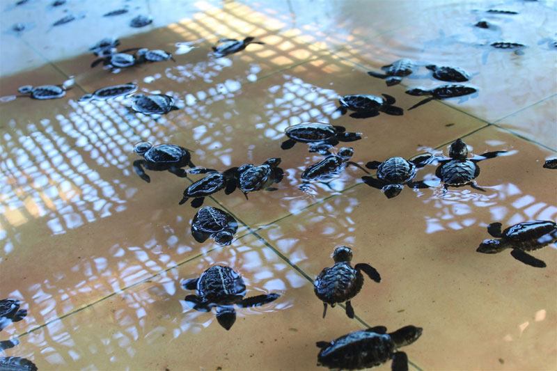 1-4-turtles