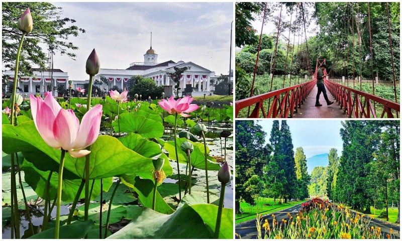3a1-KebunRaya-via-yoyogiyo,-hutabarat_prime