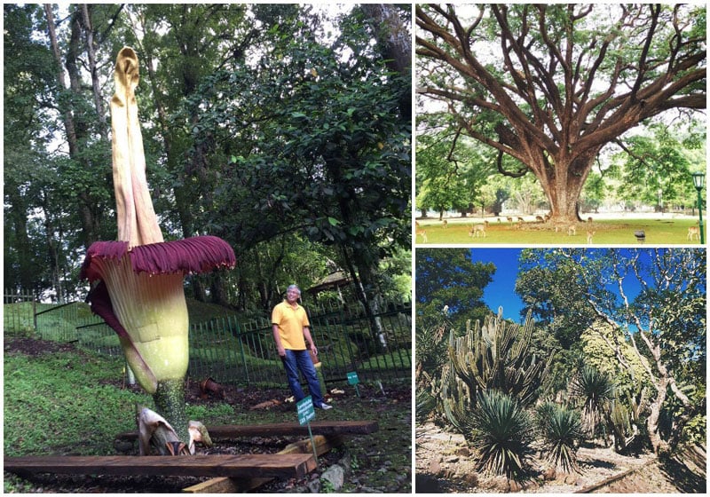 3a2-Titan-Arum-via-mbilung,-adihendunant,-ltns999