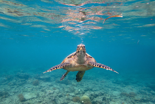 gili-meno-garudabalitravels