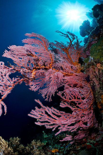 underwater3