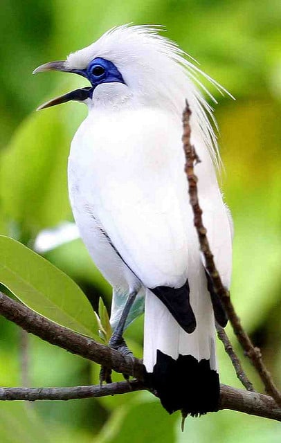 nusa-penida-fnpf