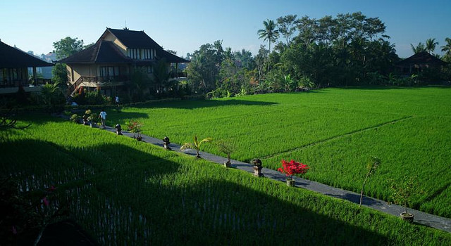 sribungalow-ricefield-view