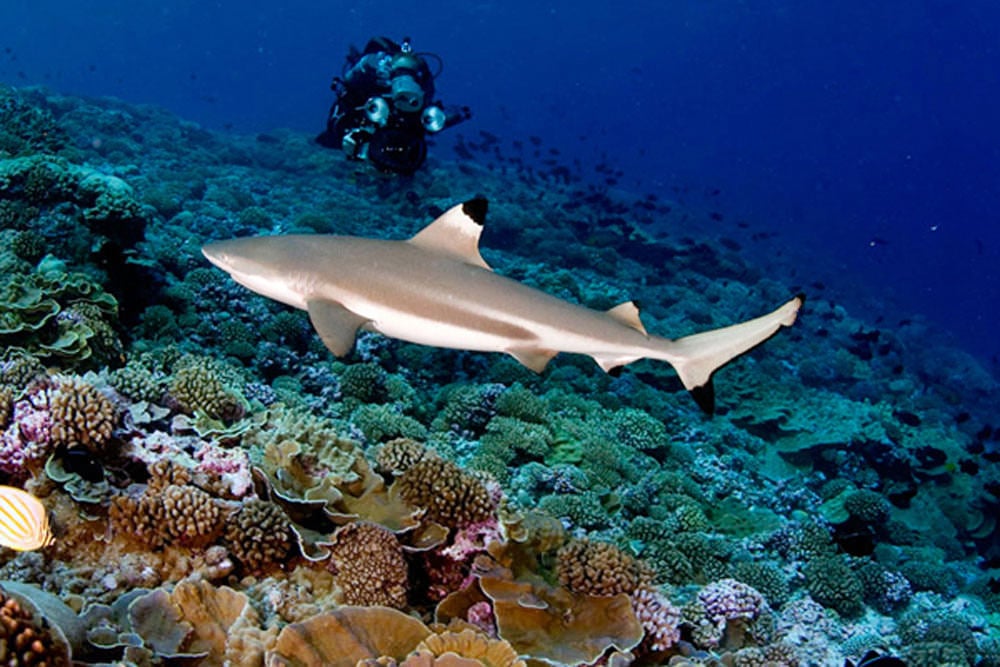 19-sharkpoint-viagilicat.com