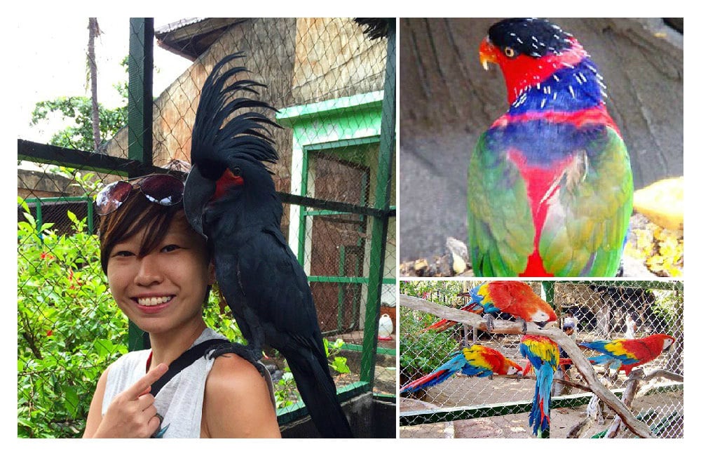 30-birdpark4-via-elisatravels,-baligetaways.com