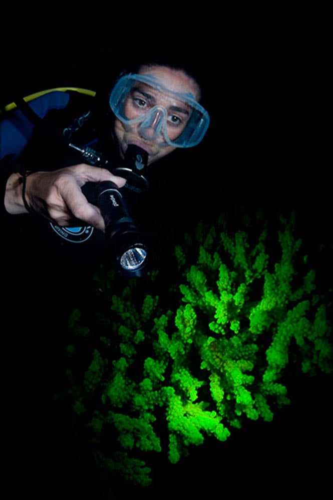 24-uv-night-dive1-vialutwala.com