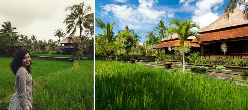12-rice-fields-via-Kristi-Gracia