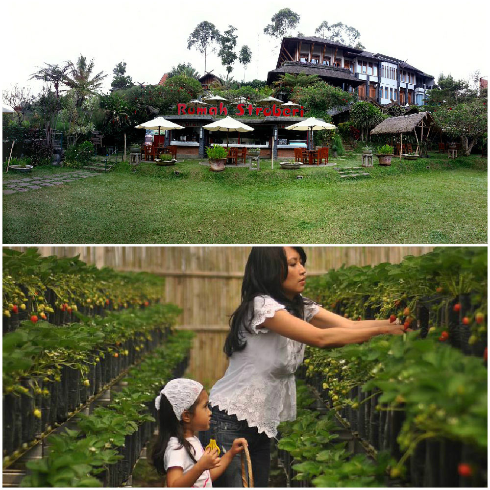 6-rumah-stroberi-collage-via--Efendi-Kwok