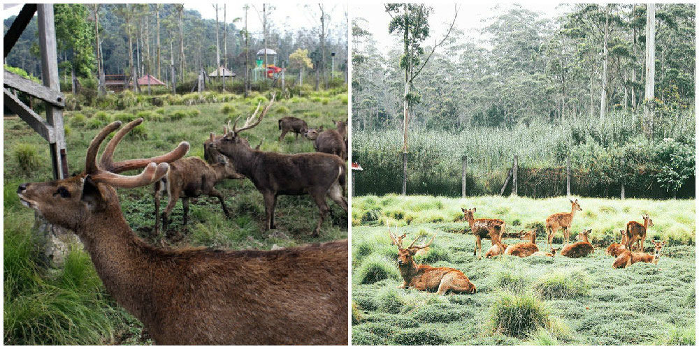 deer-via-siskanurifah,-dmsnvndr
