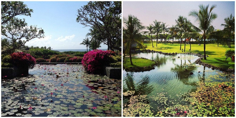 4-grandhyatt-lotus-pond-by-igumnova_kristina,-amvijet