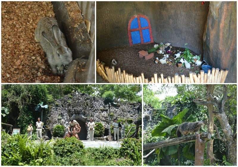 5. Petting zoo animal collage