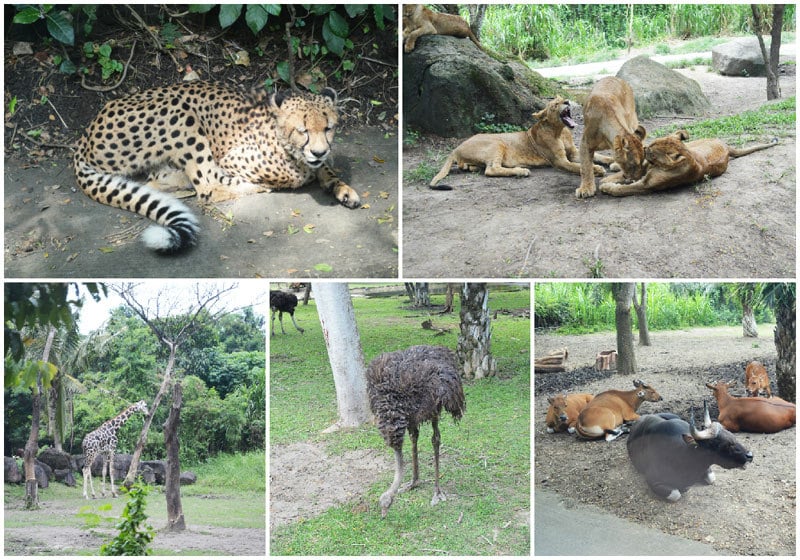 3. Day animals collage