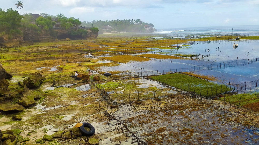4b-seaweeds-via-Min