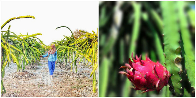 Pandansari Beach Dragonfruit Plantation