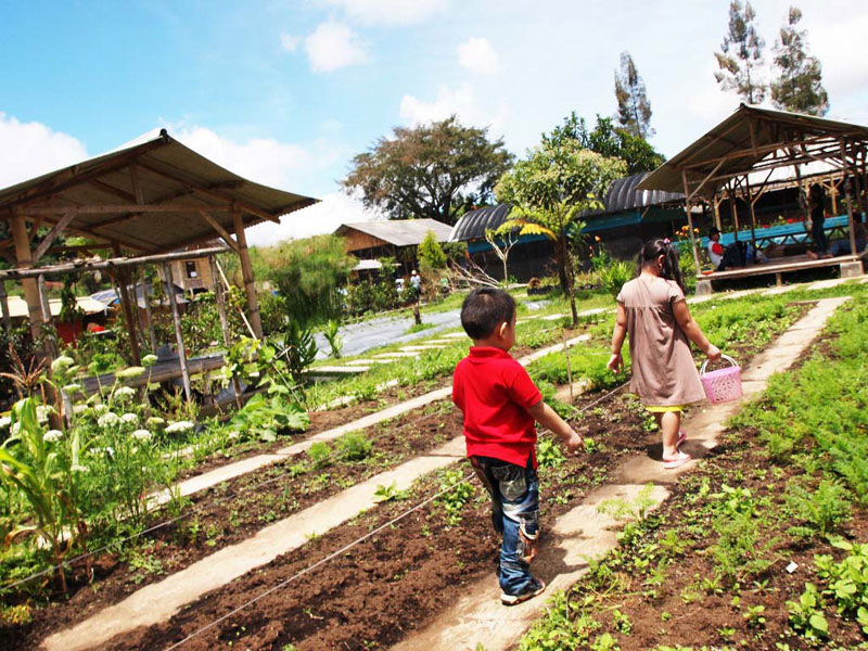 18-vegetableplantation-bandung.panduanwisata