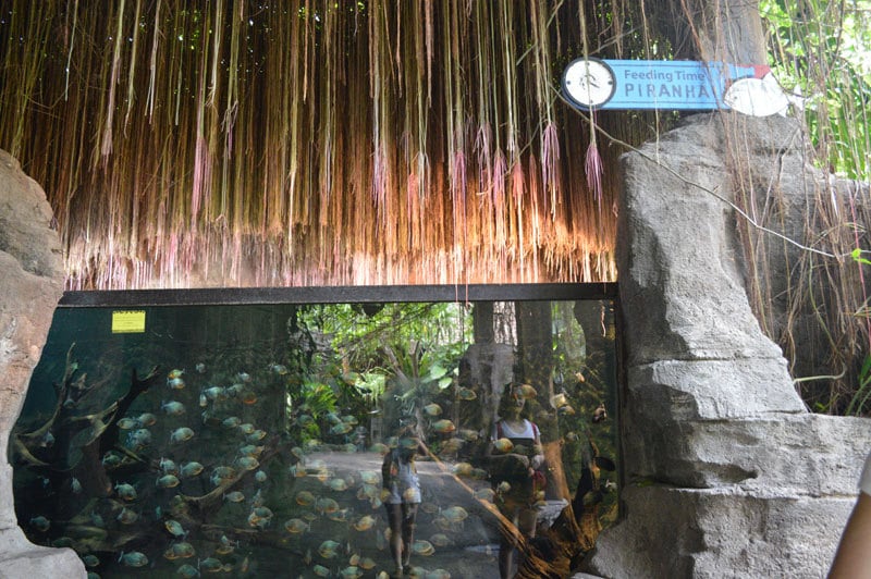 10. Pirahnas