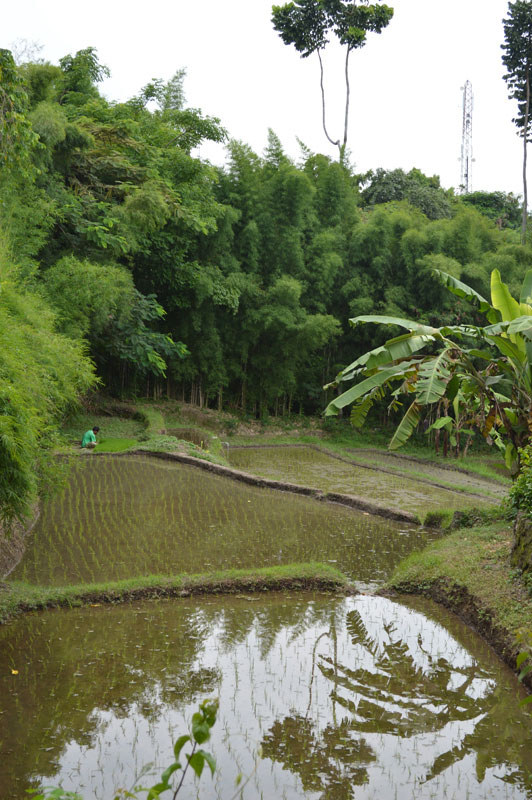 12. Uma Rice Fields