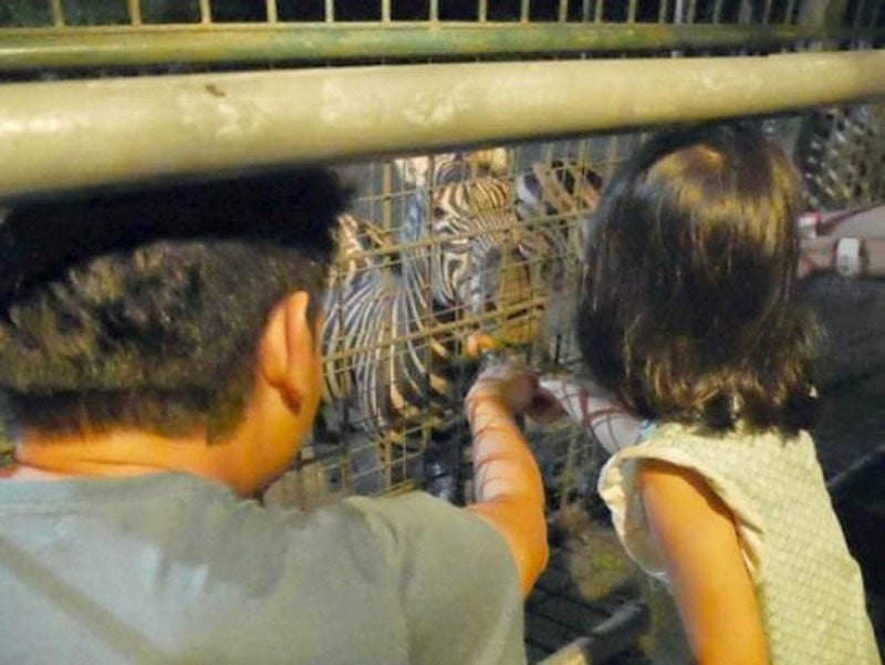 4. Feeding Zebras at Night Safari