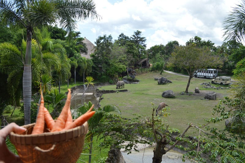 1. Carrots for the animals