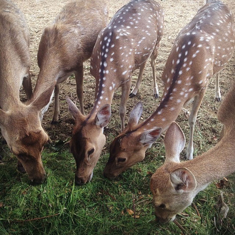 3-deer-via-ellafw