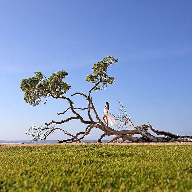 5.tree_by_navipon_1